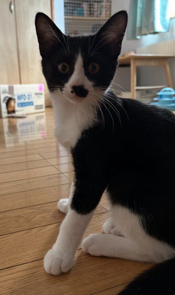 ちょび