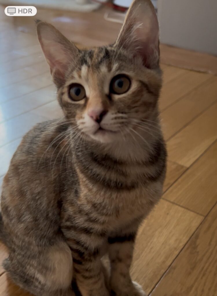 すず