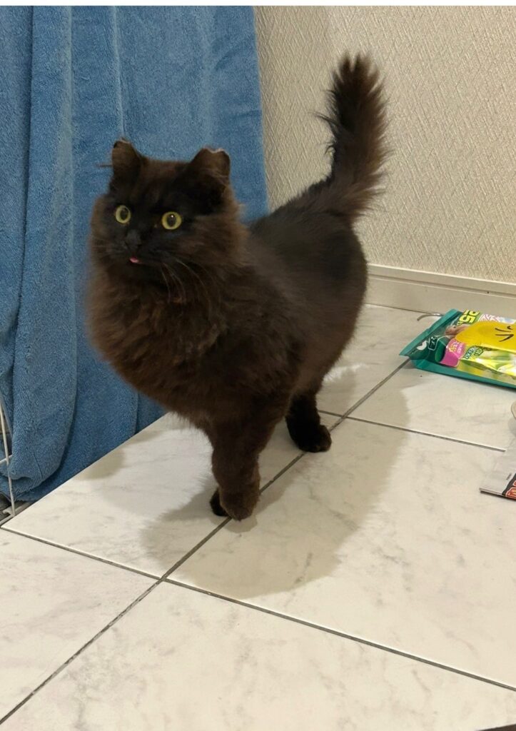 チョコ